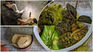 Переселение орхидей драгоценок. Пайка выводов под радиатор в дубае. Паштет 🤢