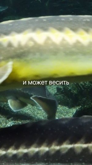 Осётр — «царская рыба», символ власти и богатства со времен Руси.