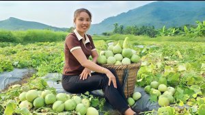 Девушка Дуонг собирает урожай дынь и приносит их на рынок, чтобы продать. Жизнь во Вьетнаме