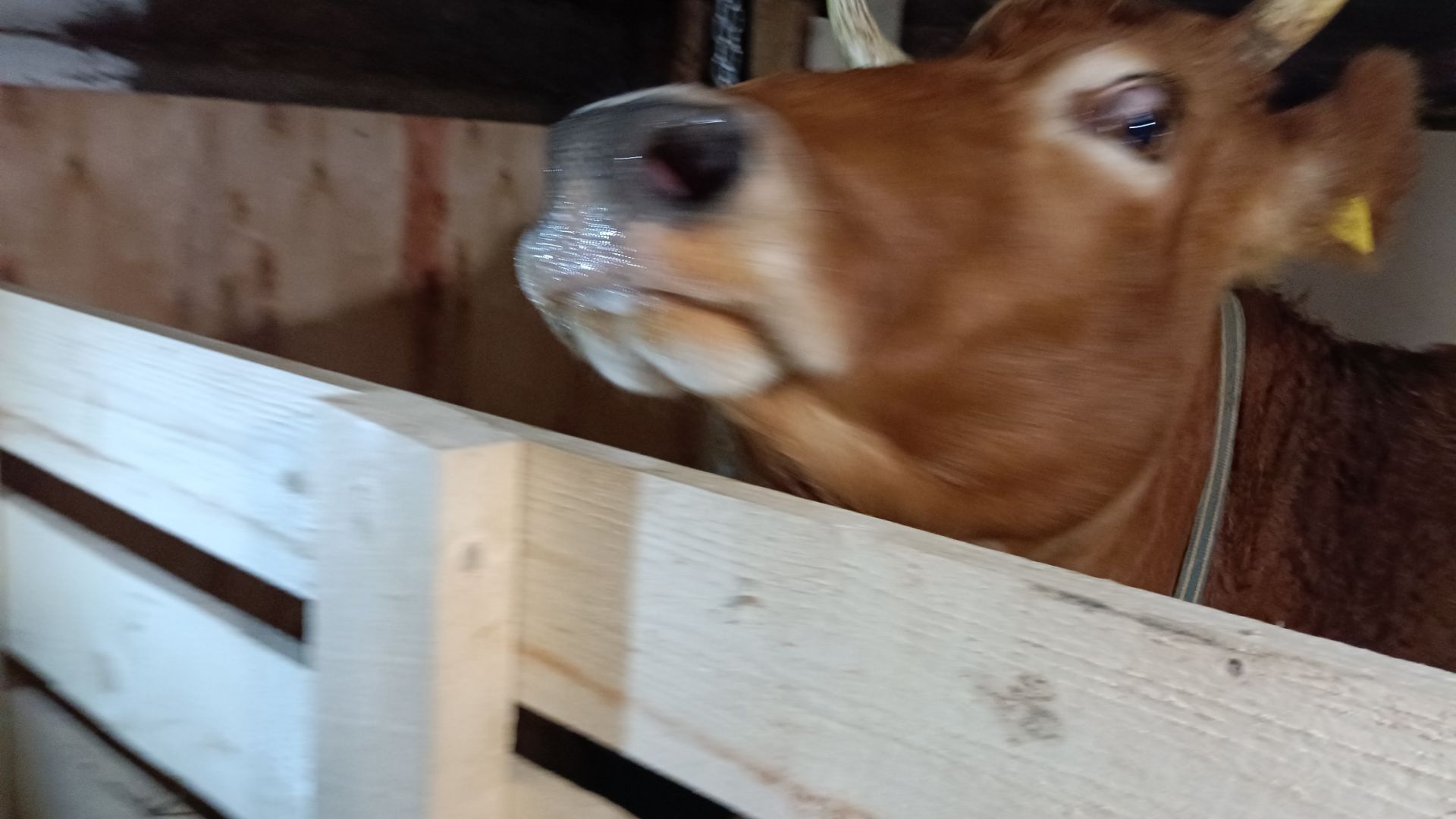 Опять прибавление в хозяйстве, моя красотка