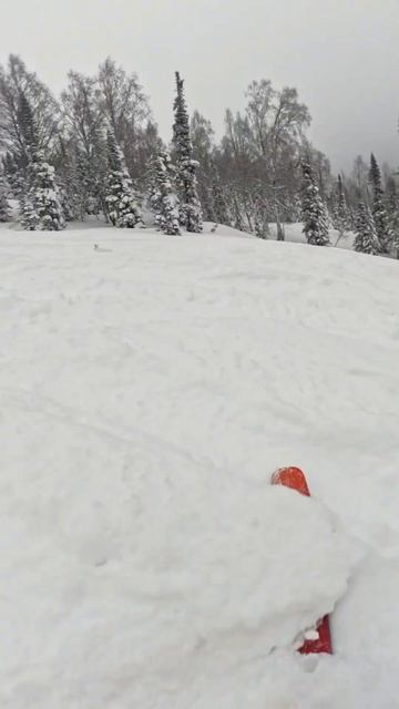 Заяц на фрирайде в Шерегеше. Попробовал догнать его на горных лыжах, но он вам не сноубордист. смотреть онлайн