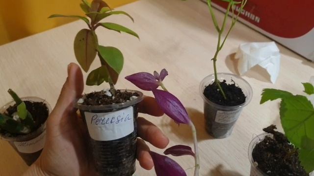 Пакет сюрприз на ДР // ПЛОСКАЯ лошадка крючком // учим французский ради Бинго смотреть онлайн