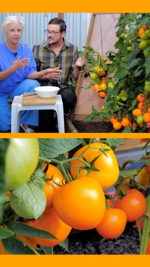 Крупный, оранжевый томат растет без теплицы