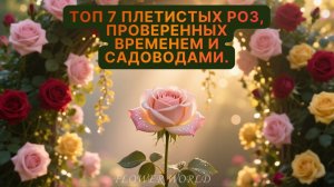 🌹 ТОП-7 плетистых роз, проверенных временем и садоводами.