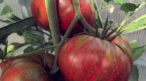 10 СОРТОВ ТОМАТОВ - ИТОГИ, ПЛЮСЫ И МИНУСЫ.