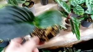 Выставка в Анапе 13 декабря. Часть 2.