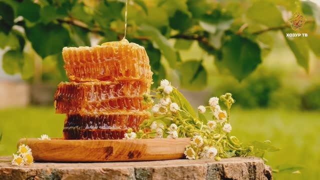 Гаилә - барыннан да мөһимрәк | Гаҗәеп дөнья серләре. Бөҗәкләр дөньясы смотреть онлайн