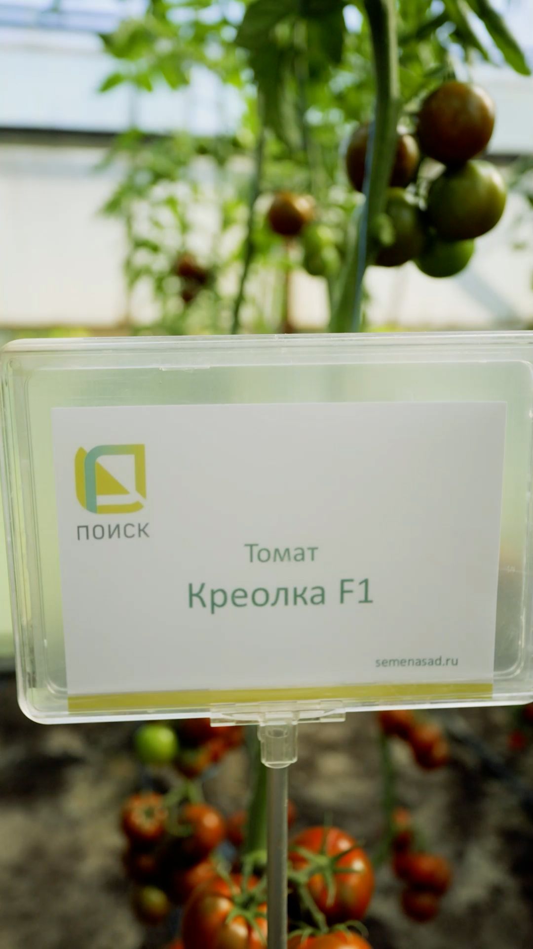 ОЧЕНЬ урожайный томат с неповторимым ароматом и вкусом!