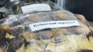 Зоологический музей