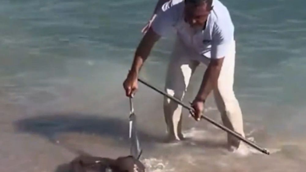 Мурена напала на россиянина на пляже в Египте смотреть онлайн