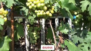 Сверхранние и очень ранние сорта винограда  после вес?