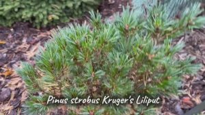 Pinus strobus Kruger's Liliput