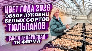 Обзор луковиц белых сортов тюльпана.