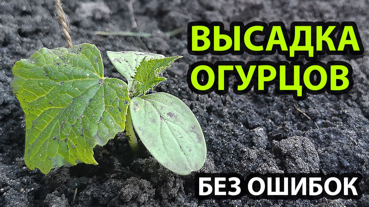 Как правильно высаживать рассаду огурцов в открытый грунт: избегаем ошибок и получаем богатый урожай смотреть онлайн