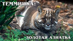 Кошка Темминка: Свирепая  Золотая Кошка | Интересные факты про диких кошек