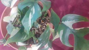 23.12.2025 Рассаживаю черенки монстеры минима вариегатная.