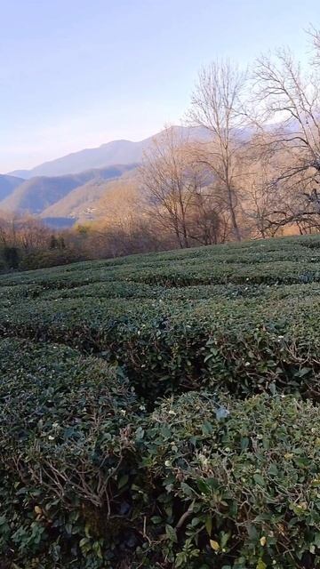 Солохаул. Красота природы. Сочи