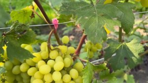 Самые ранние сорта винограда!