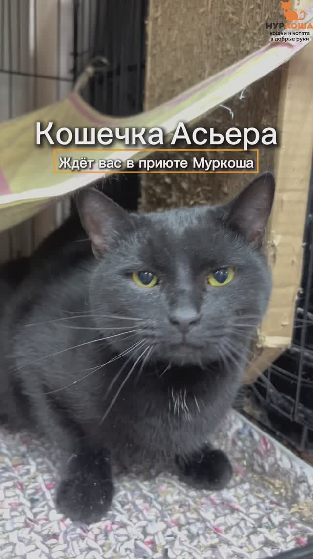 Асьера ждёт вас в приюте #Муркоша смотреть онлайн