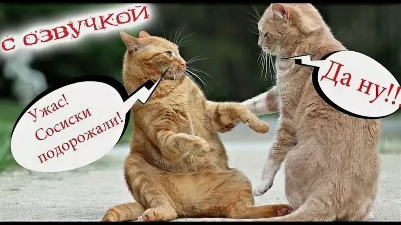 СМЕШНЫЕ КОТЫ! Смешные видео-ОЗВУЧКА! Наши любимые смешные животные ВИДЕО ПРИКОЛЫ смотреть онлайн