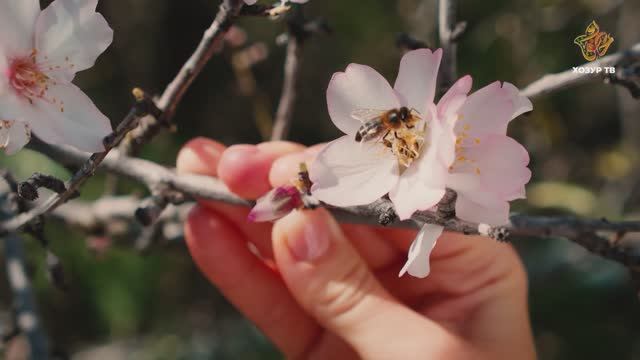 Апиология нәрсә ул? | Гаҗәеп дөнья серләре. Бөҗәкләр дөньясы смотреть онлайн