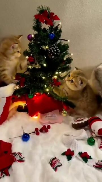 Видеоподборка. Новогодние котята смотреть онлайн