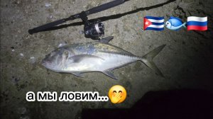 Ночной Horse-eye-jack