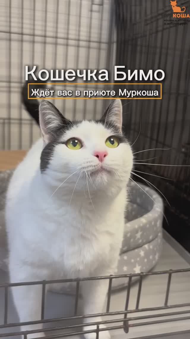 Бимо ждёт вас в приюте #Муркоша смотреть онлайн