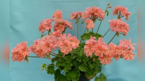 Близ-обзор сорта пеларгонии Minah's Cascade