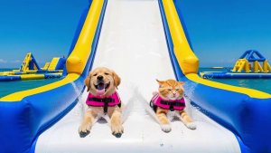 Котики [большой детский сборник]