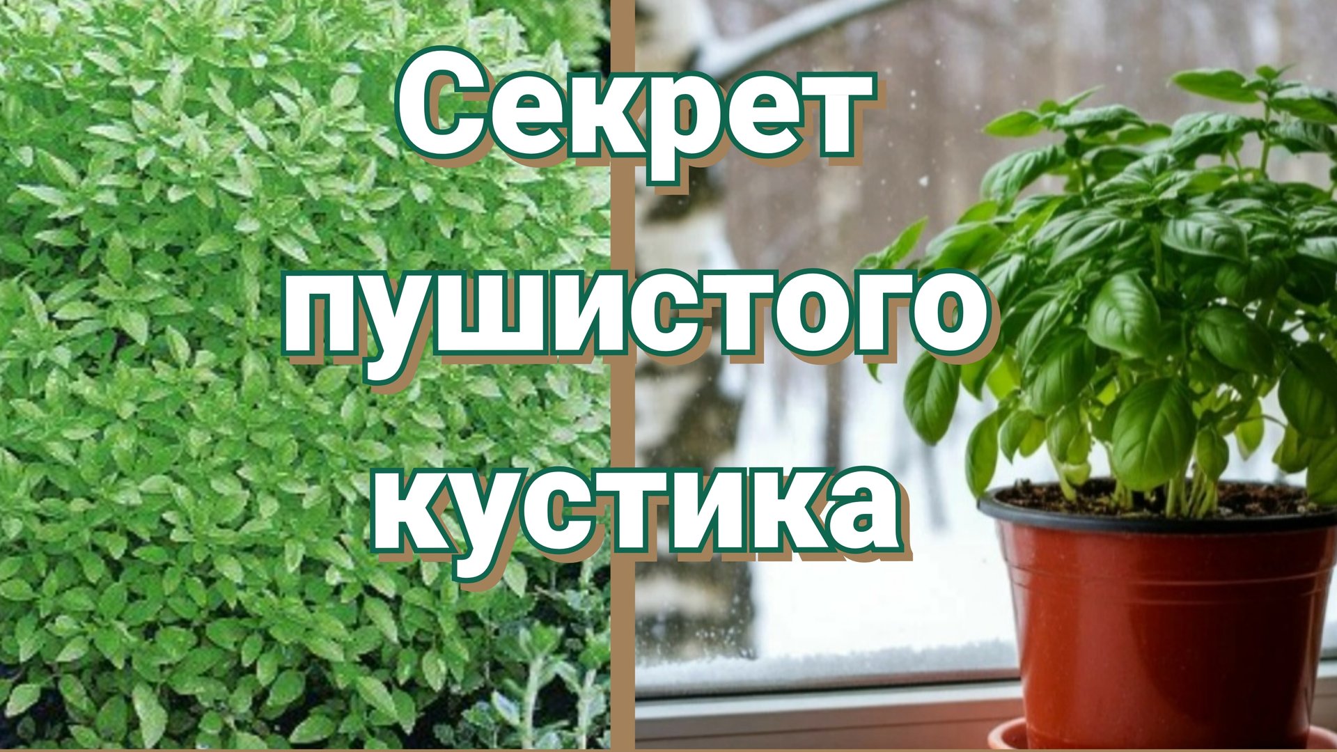 Базилик. Вырастим на подоконнике быстро смотреть онлайн