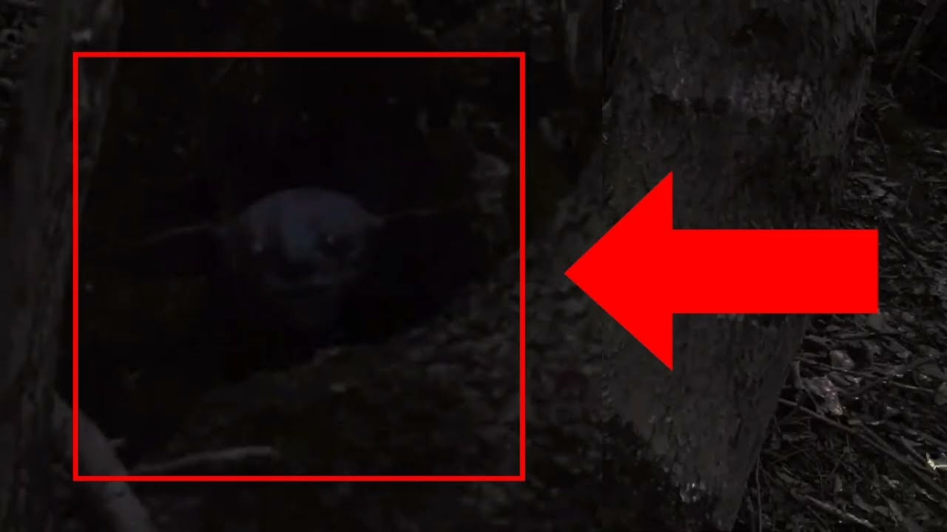 Страшное существо похожий на смеагол снят на камеру в глухой лесу смотреть онлайн