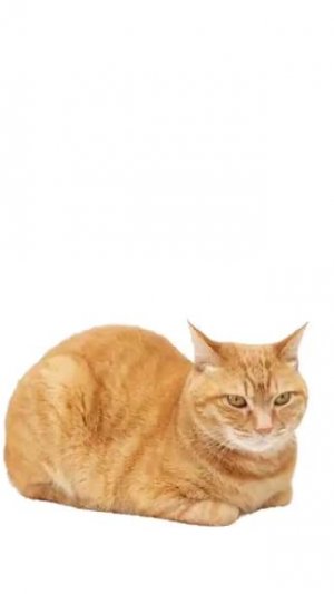 Ребят пишите под роликом!