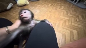 Мона с Фиником без Анфисы прекрасно играют, капуцинчик стал очень веселым и активным)))