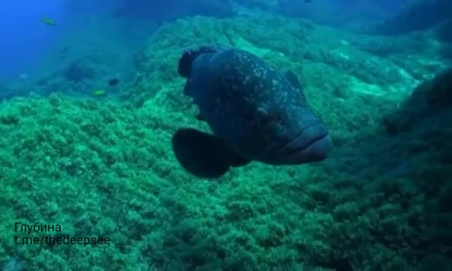 Групер Epinephelus Marginatus может менять пол.