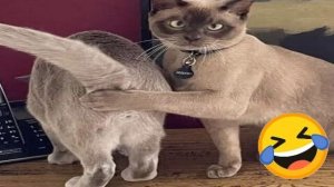 Коты и собаки, которые ведут себя как люди 🐱🐶 Уморительно смешно!