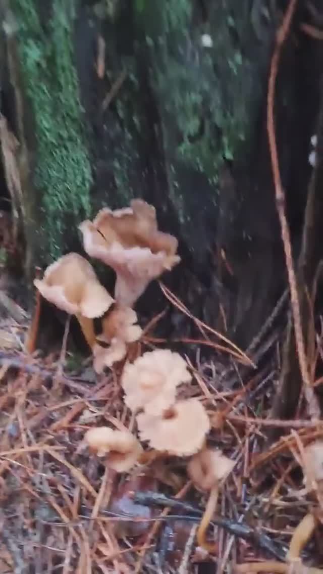 ЛИСИЧКА ТРУБЧАТАЯ. ЗИМНЯЯ ЛИСИЧКА смотреть онлайн