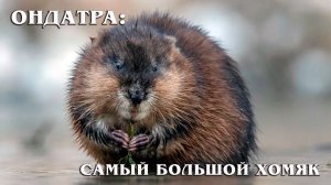 Ондатра: Мускусная Крыса | Интересные факты про грызунов
