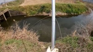 Сазан В ПАУК(подъемник).Рыбалка в неприметной речке.. (5)