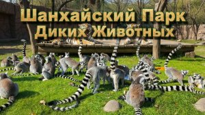 Шанхайский Парк Диких Животных: капибары, панда, кенгуру, сафари‑автобус | Shanghai 2025
