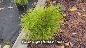 Pinus mugo Darob’s Lemon