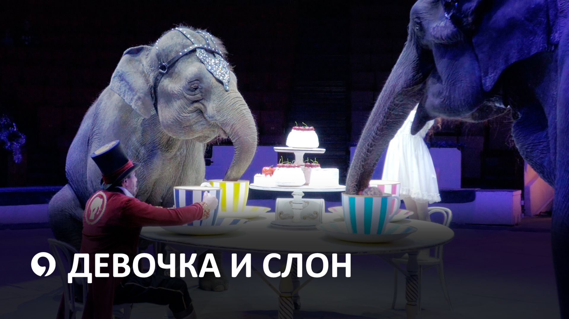 Где можно увидеть слонов в Ставрополе? смотреть онлайн