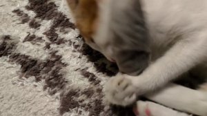 Кот-подросток  и новая игрушка