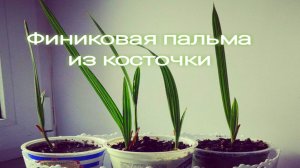 ФИНИКОВАЯ ПАЛЬМА ИЗ КОСТОЧКИ пересаживаем цветок