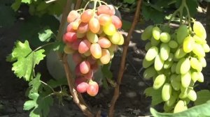 Сверхранние и ранние сорта винограда