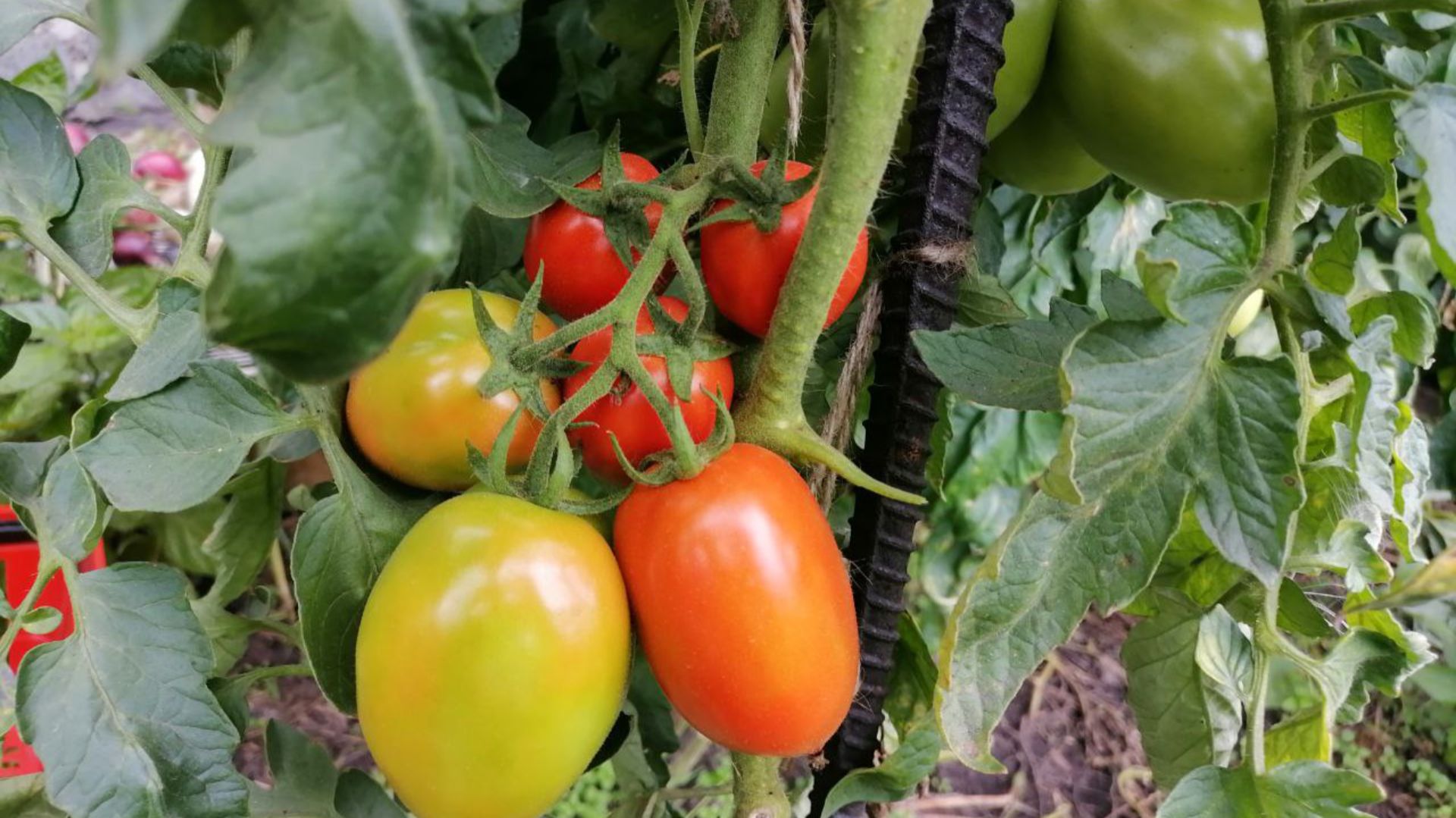 🍅 Сорта помидоров для открытого грунта с моего участка: описания, фото, фидео, отзывы смотреть онлайн