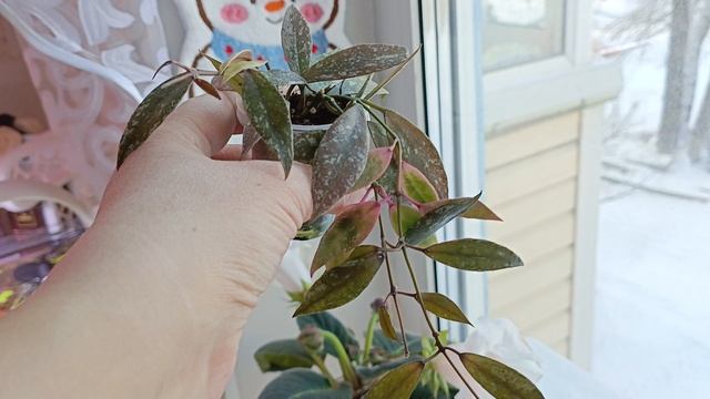 чё купила чё купила 😊😍новенькие хойки в моей коллекции 😍 смотреть онлайн