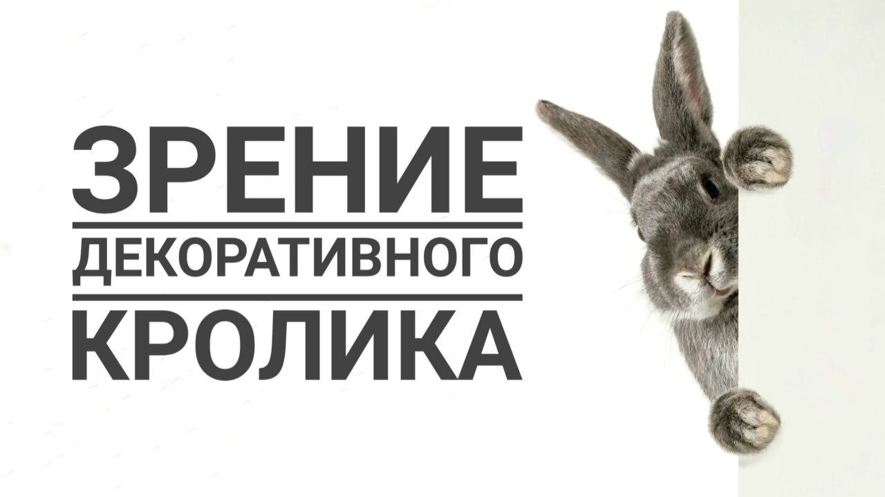 Как видит декоративный кролик смотреть онлайн