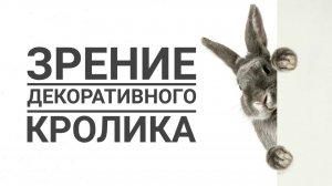 Как видит декоративный кролик