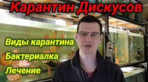 Карантин дискусов. Бактериалка и её лечение